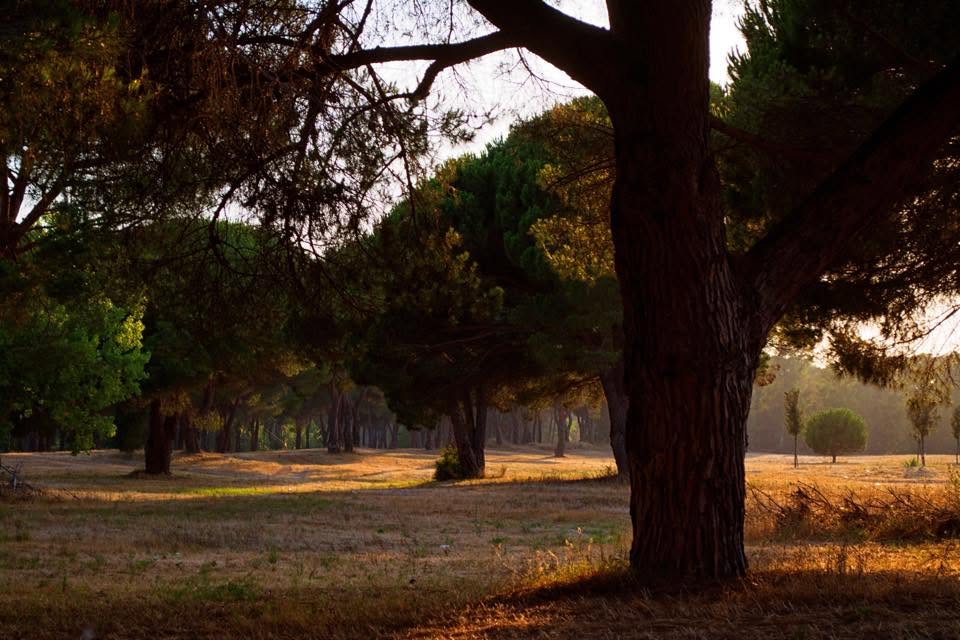 La moria dei pini a Ostia e il clima globale: perch� guardiamo il dito e non la Luna?